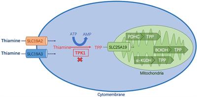 Thiamine pyrophosphokinase deficiency: report of two Chinese cases and a literature review